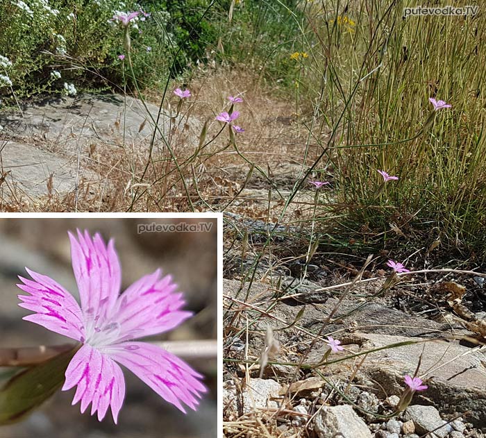 �������� ����������� (Dianthus tripunctatus)