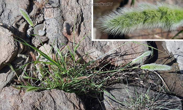 ������������� ������������� (Polypogon monspeliensis)
