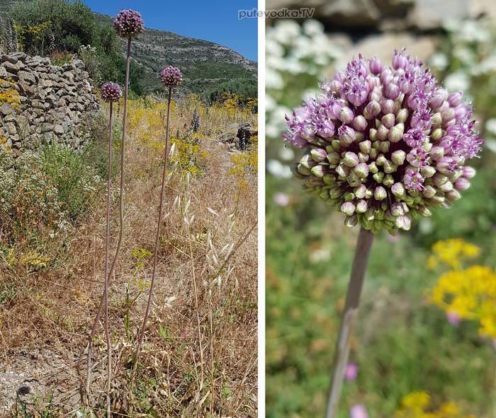 ��� ������������ (Allium commutatum)