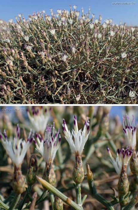 ������ ������� (Centaurea spinosa)