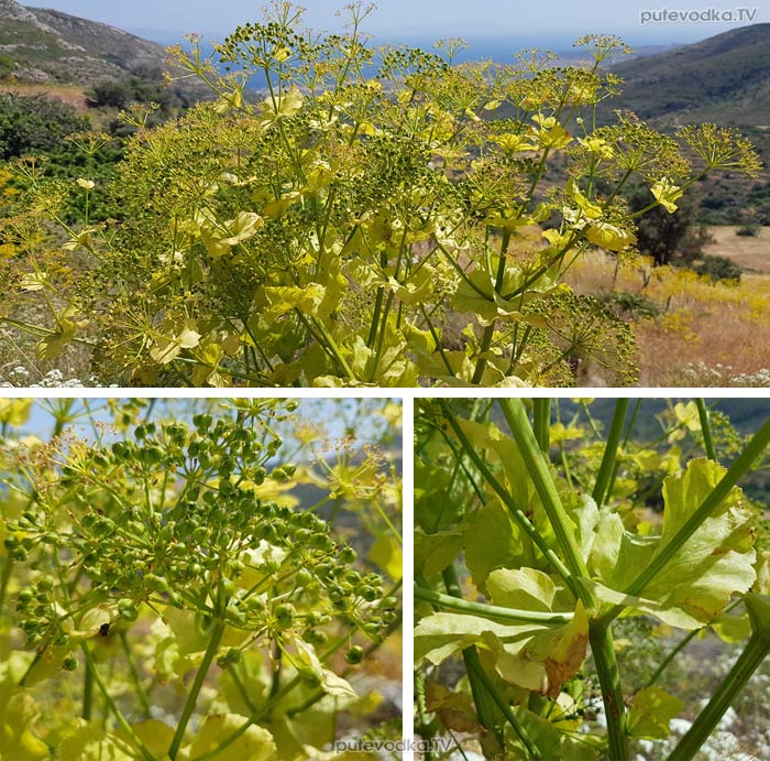 ������� �������� (Smyrnium creticum)