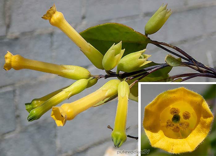 Nicotiana glauca