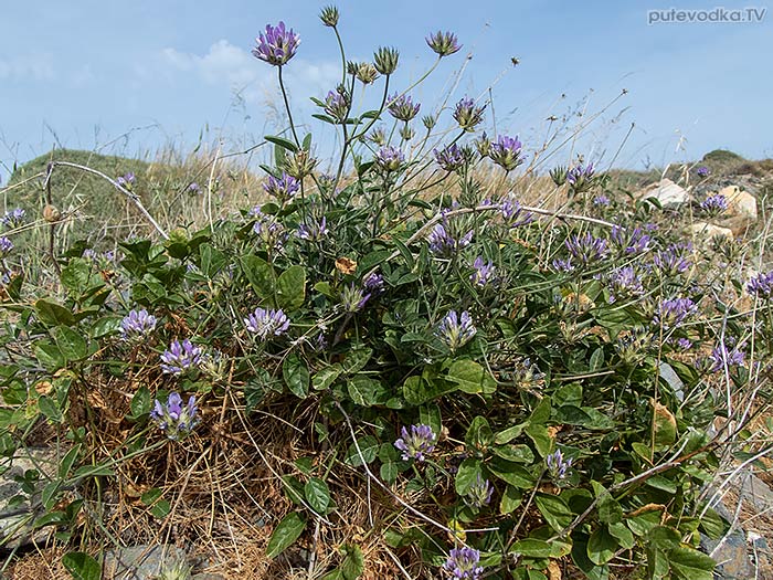 Psoralea bituminosa