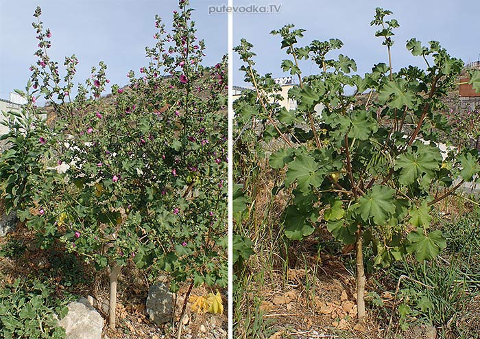 Malva arborea