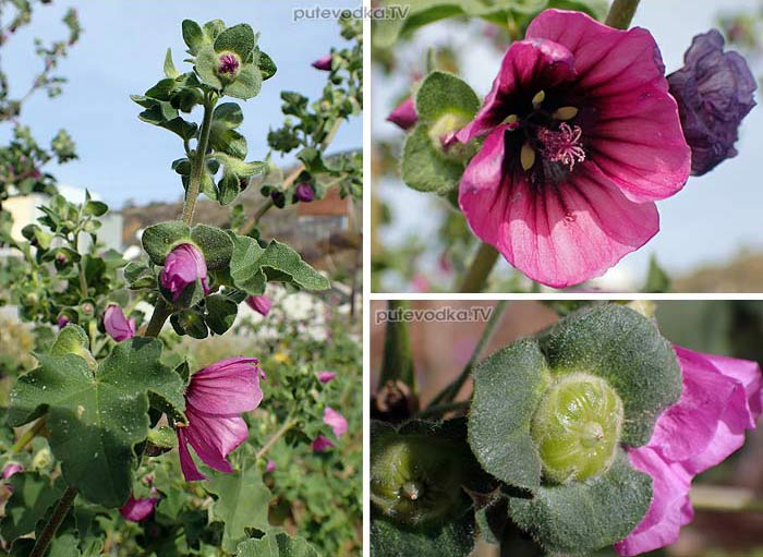 Malva arborea
