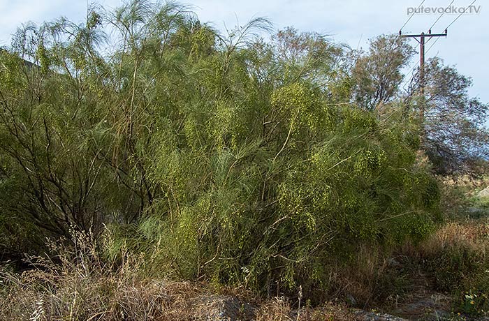 Retama monosperma