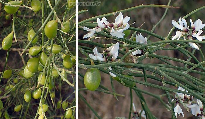 Retama monosperma