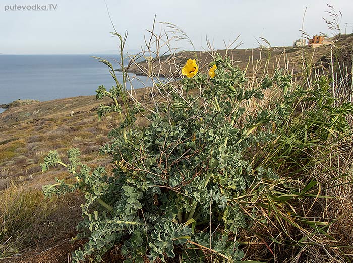 Glaucium flavum