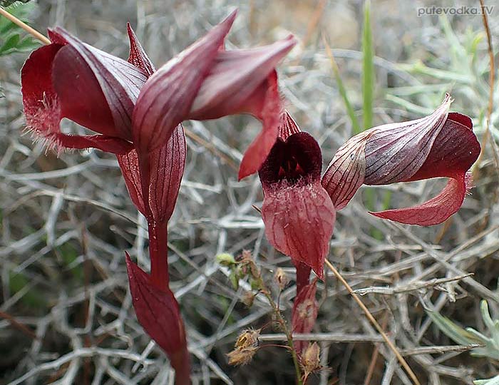 Serapias cordigera