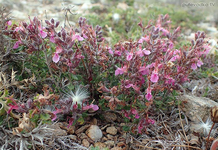 Teucrium divaricatum
