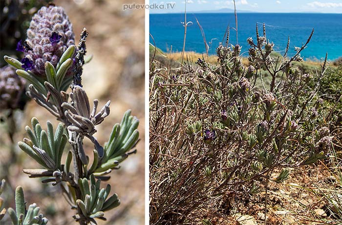 Lavandula stoechas