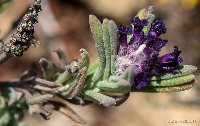 Lavandula stoechas