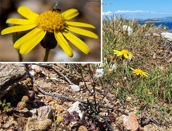 Senecio leucanthemifolius