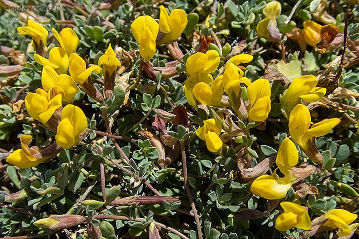 Lotus halophilus