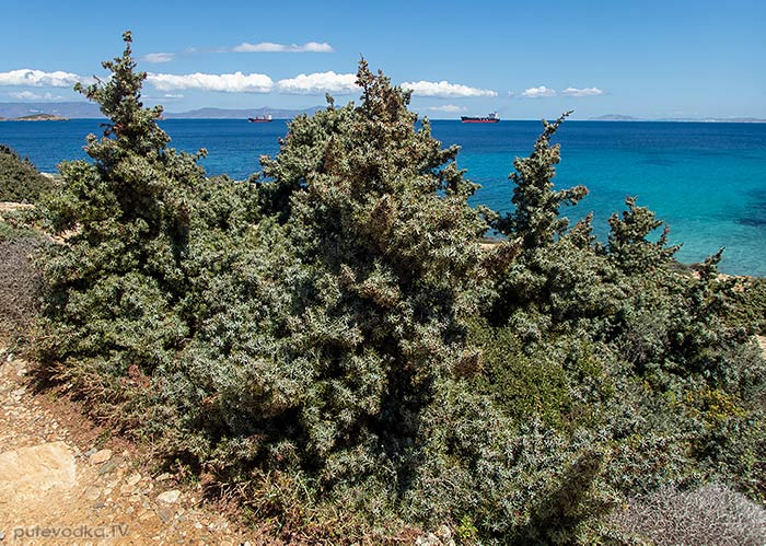 Juniperus oxycedrus ssp. macrocarpa
