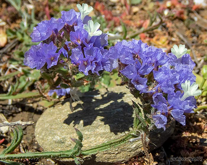 Limonium sinuatum