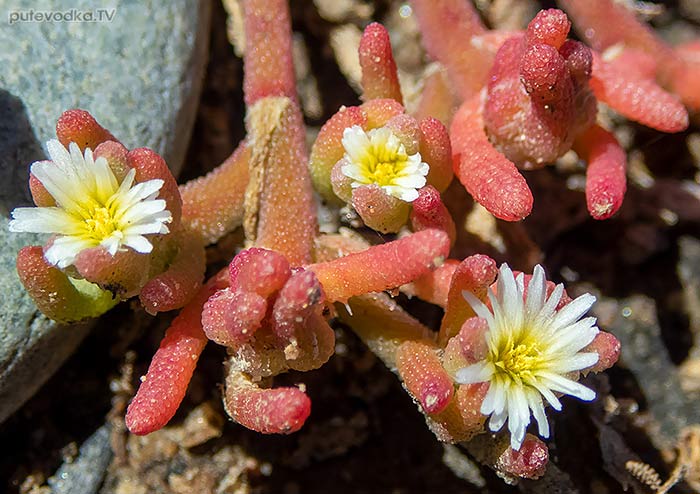 Mesembryanthemum nodiflorum