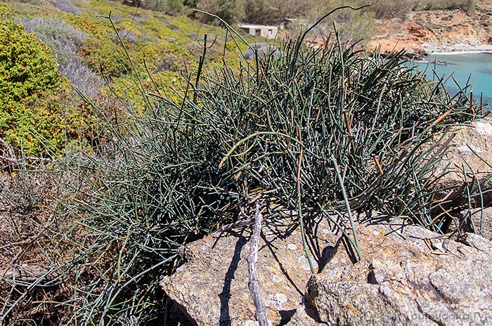 Ephedra foeminea