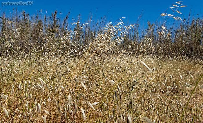 Avena sterilis