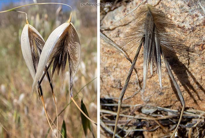 Avena sterilis