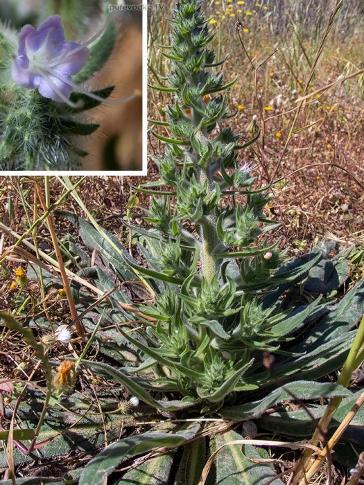 Echium biebersteinii
