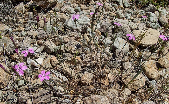 Dianthus diffusus