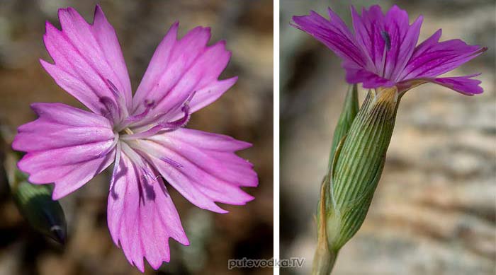 Dianthus diffusus