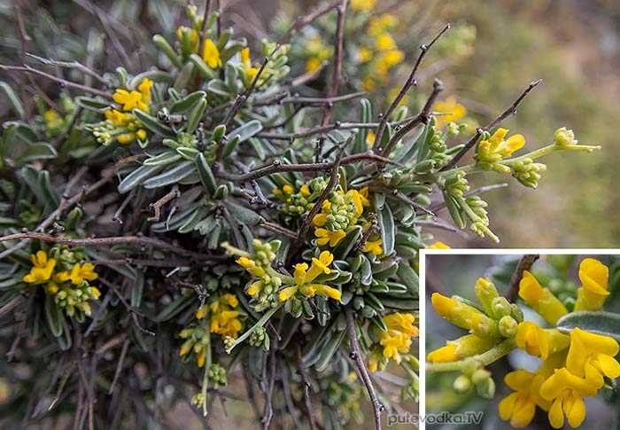 Anthyllis hermanniae