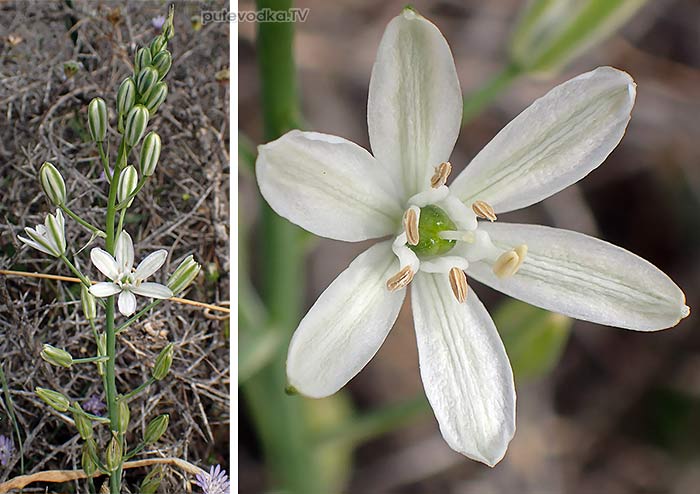 Ornithogalum narbonense