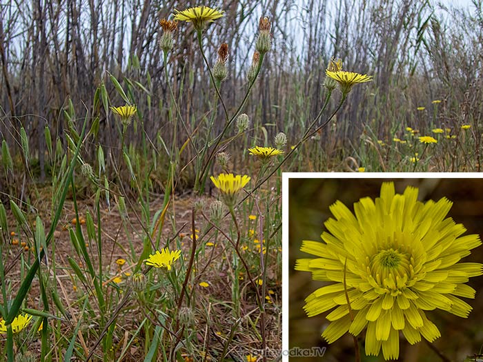 Crepis rhoeadifolia
