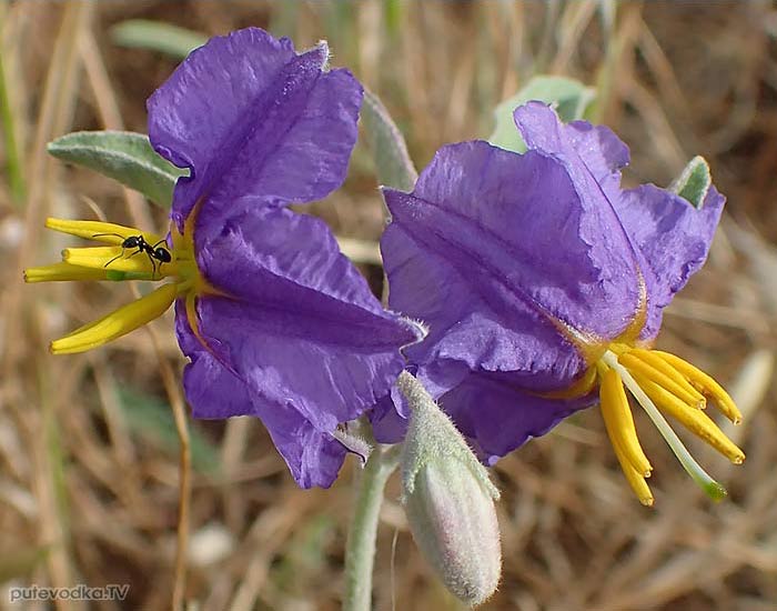 Solanum elaeagnifolium