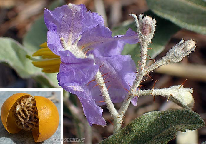 Solanum elaeagnifolium