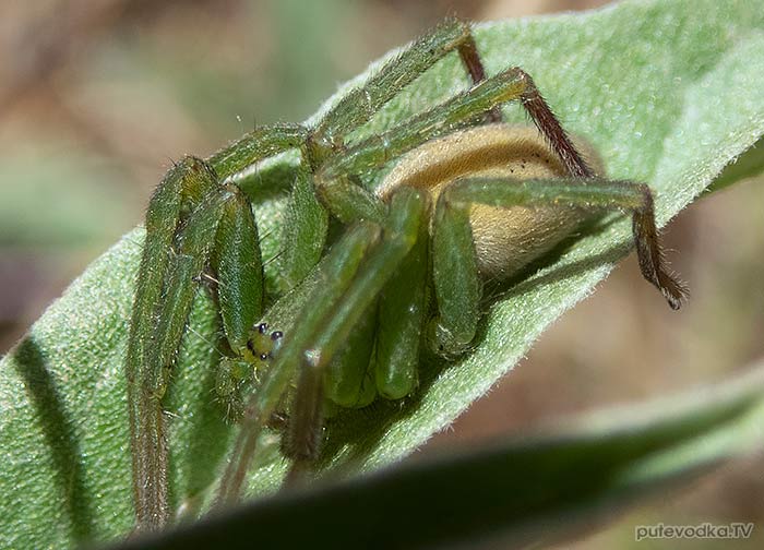 Micrommata virescens