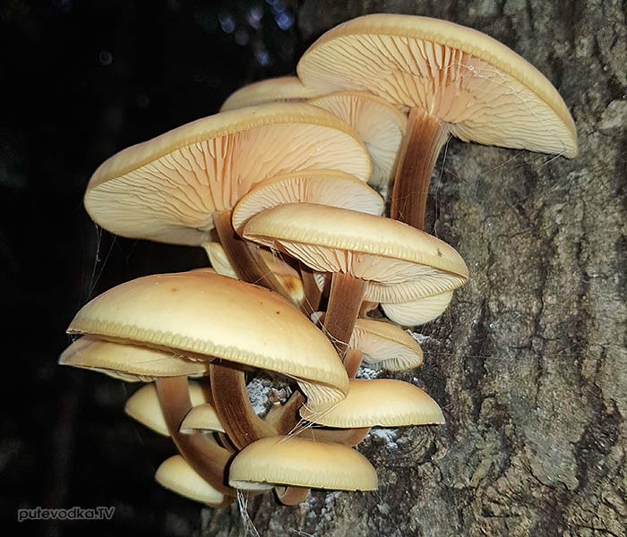 ������ �����, ��������� ����������� (Flammulina velutipes)