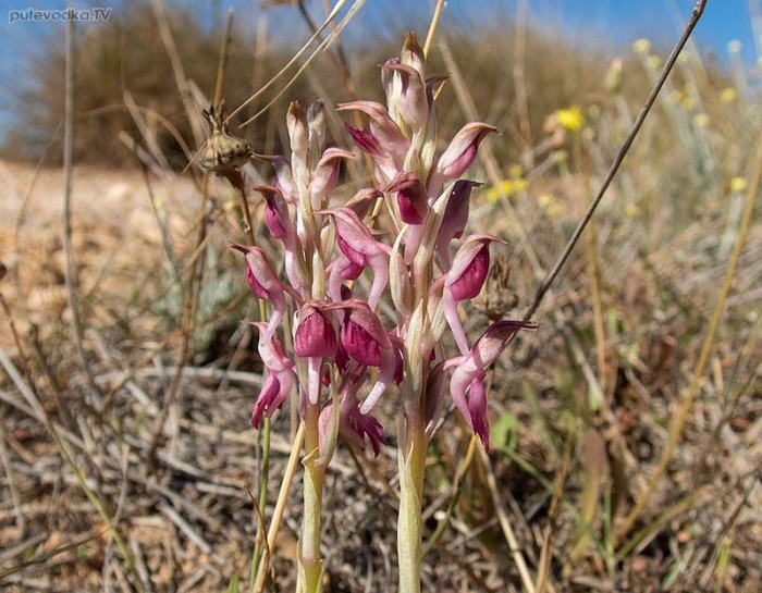 Anacamptis sancta