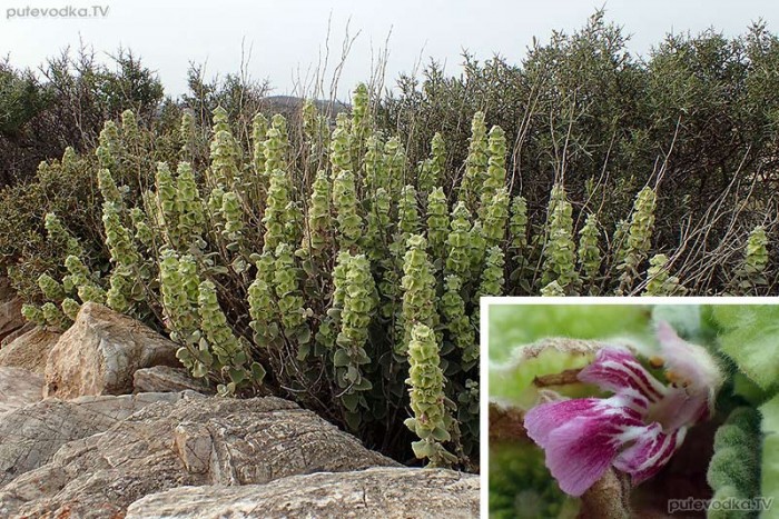 Ballota acetabulosa