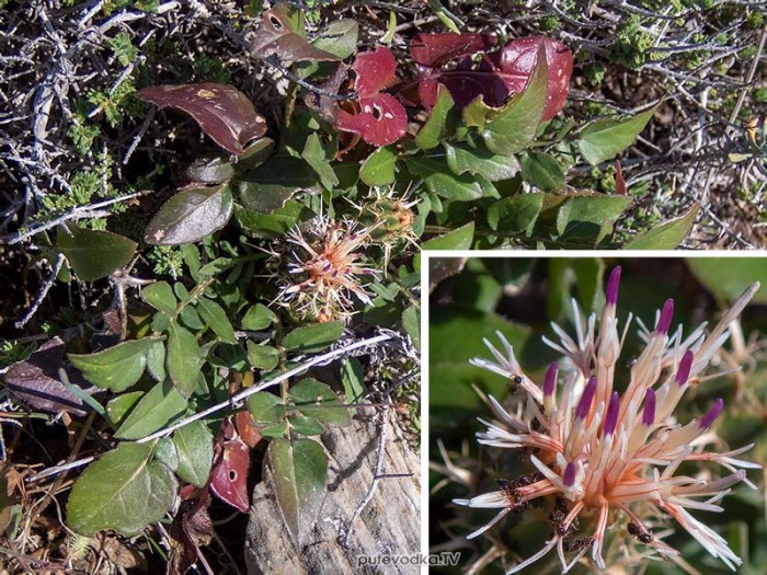 Centaurea raphanina ssp. mixta