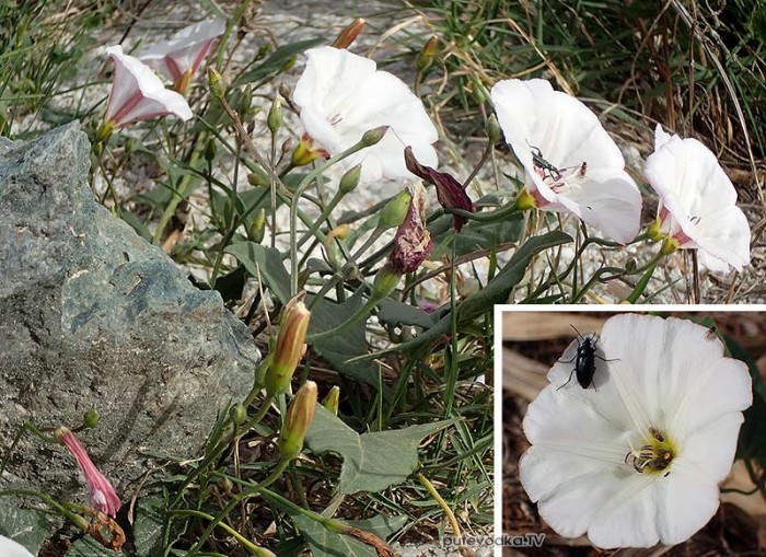 Convolvulus arvensis