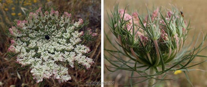 Daucus carota