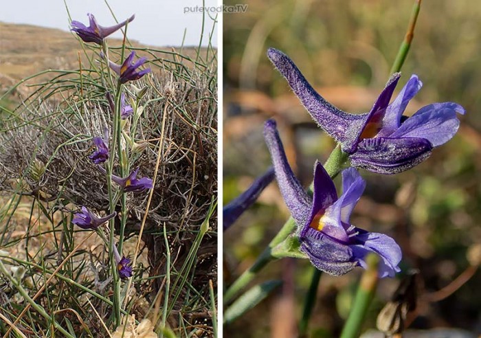 Delphinium peregrinum