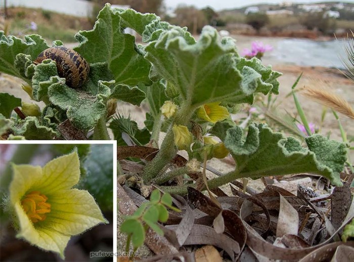 Ecballium elaterium