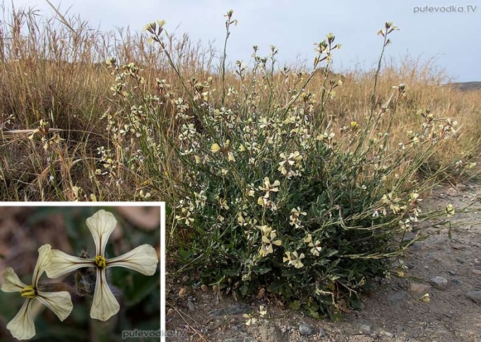 Eruca sativa