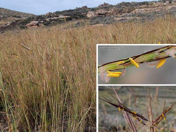 Hyparrhenia hirta