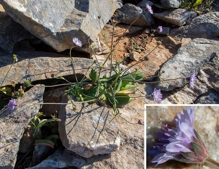 Knautia integrifolia