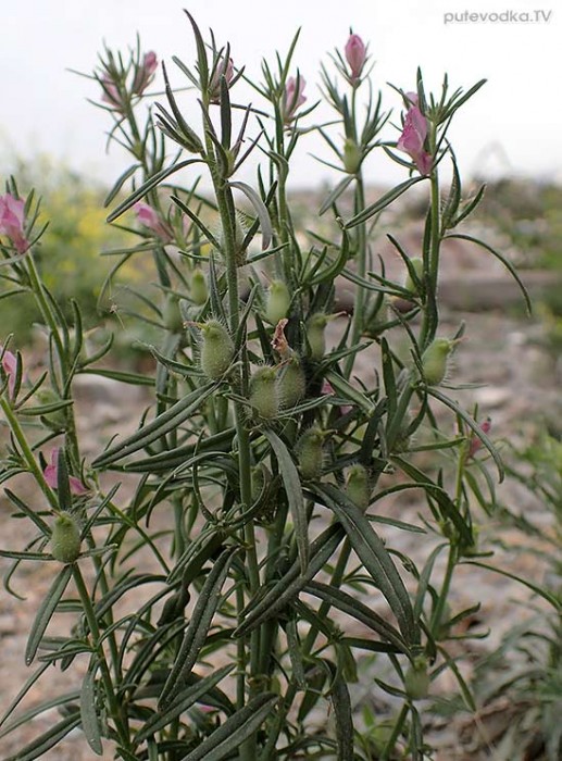 Misopates orontium