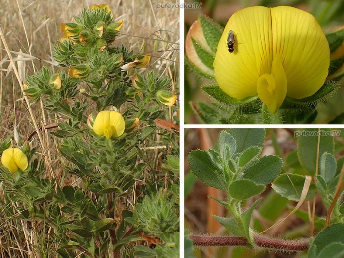 Ononis pubescens