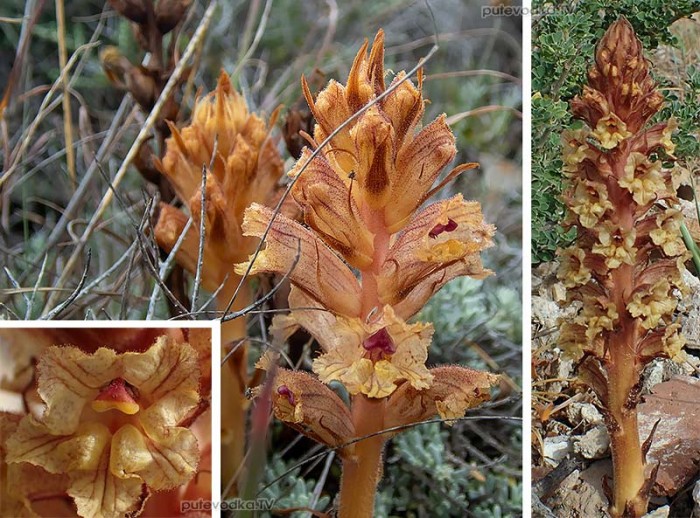 Orobanche alba