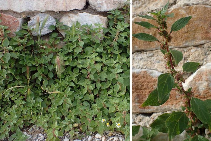 Parietaria judaica