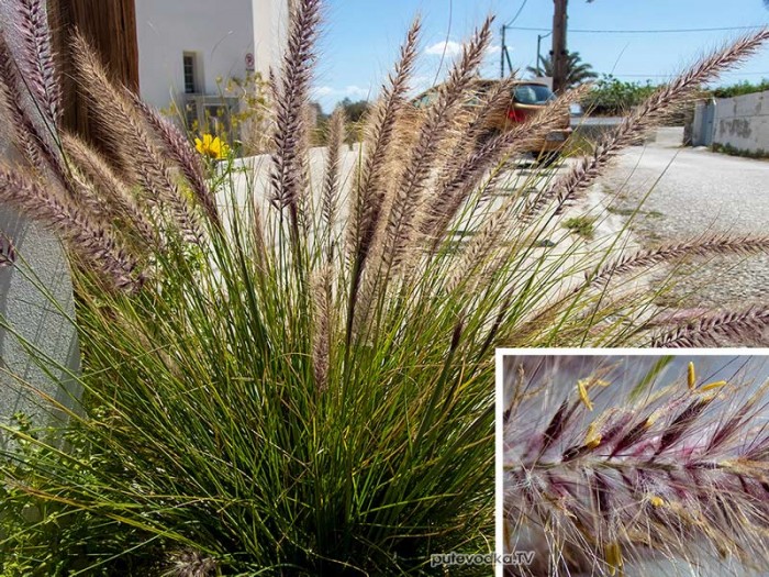 Pennisetum setaceum