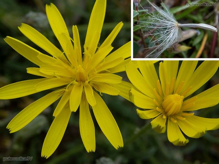Scorzonera cana